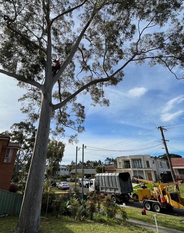 Professional arborist performing tree lopping on large eucalyptus tree using specialised equipment and safety gear in Sydney