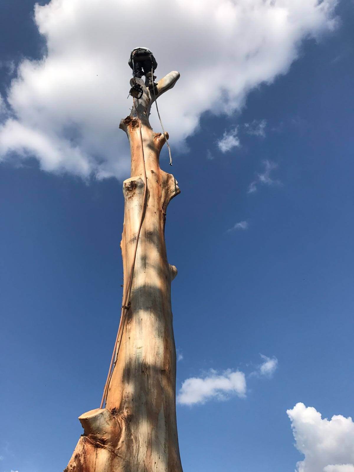 Expert tree removal work showing arborist at height completing sectional tree cutting with professional chainsaw techniques