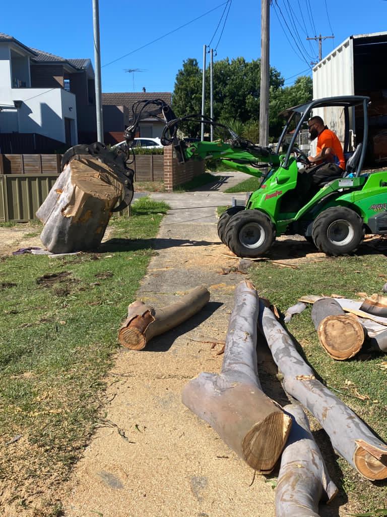 Tree removal cleanup showing professional equipment and cut tree sections after successful eucalyptus removal project