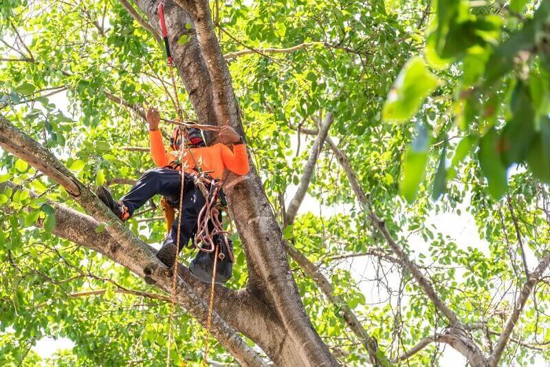 How to Choose a Tree Lopper in Sydney: Complete 2025 Selection Guide