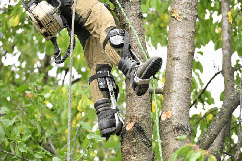 How Much Does Tree Lopping Cost in Sydney? 2025 Professional Guide