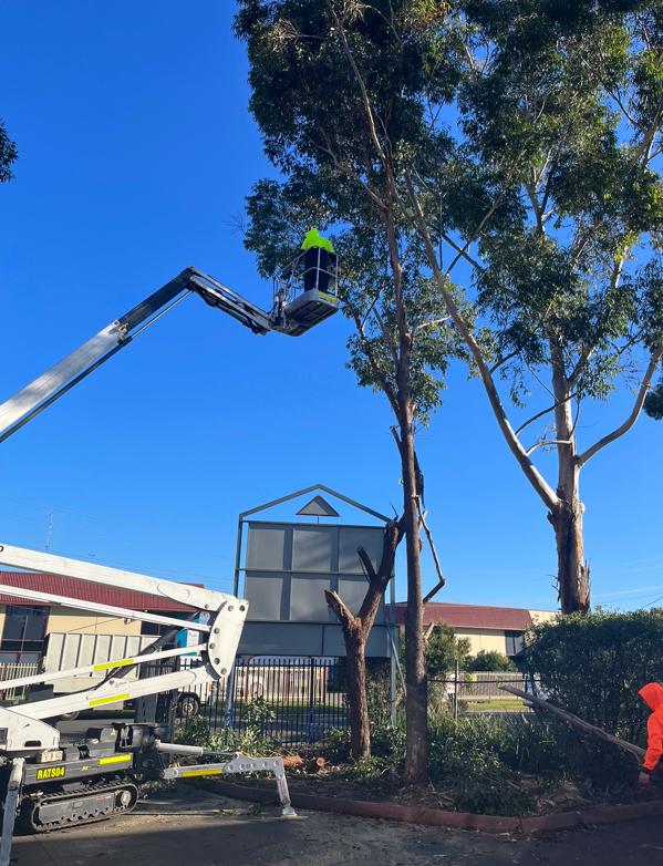 Certified arborists providing tree care services in Sydney