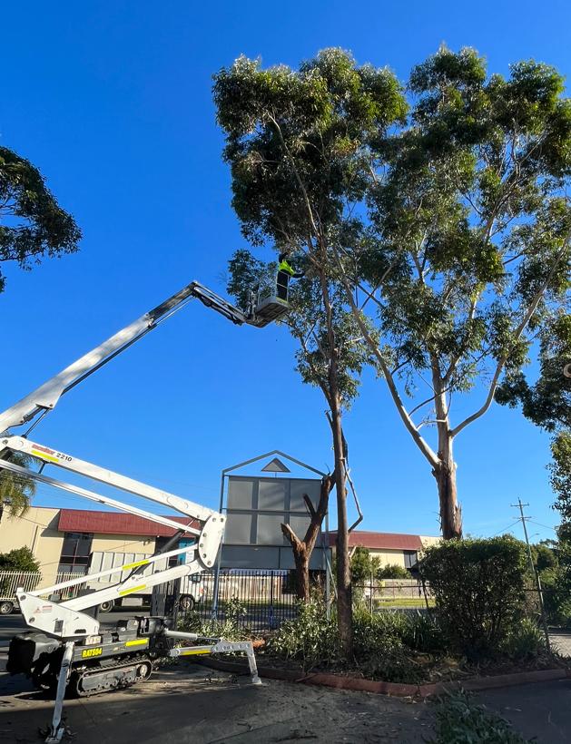 Emergency tree removal service after storm damage in Sydney