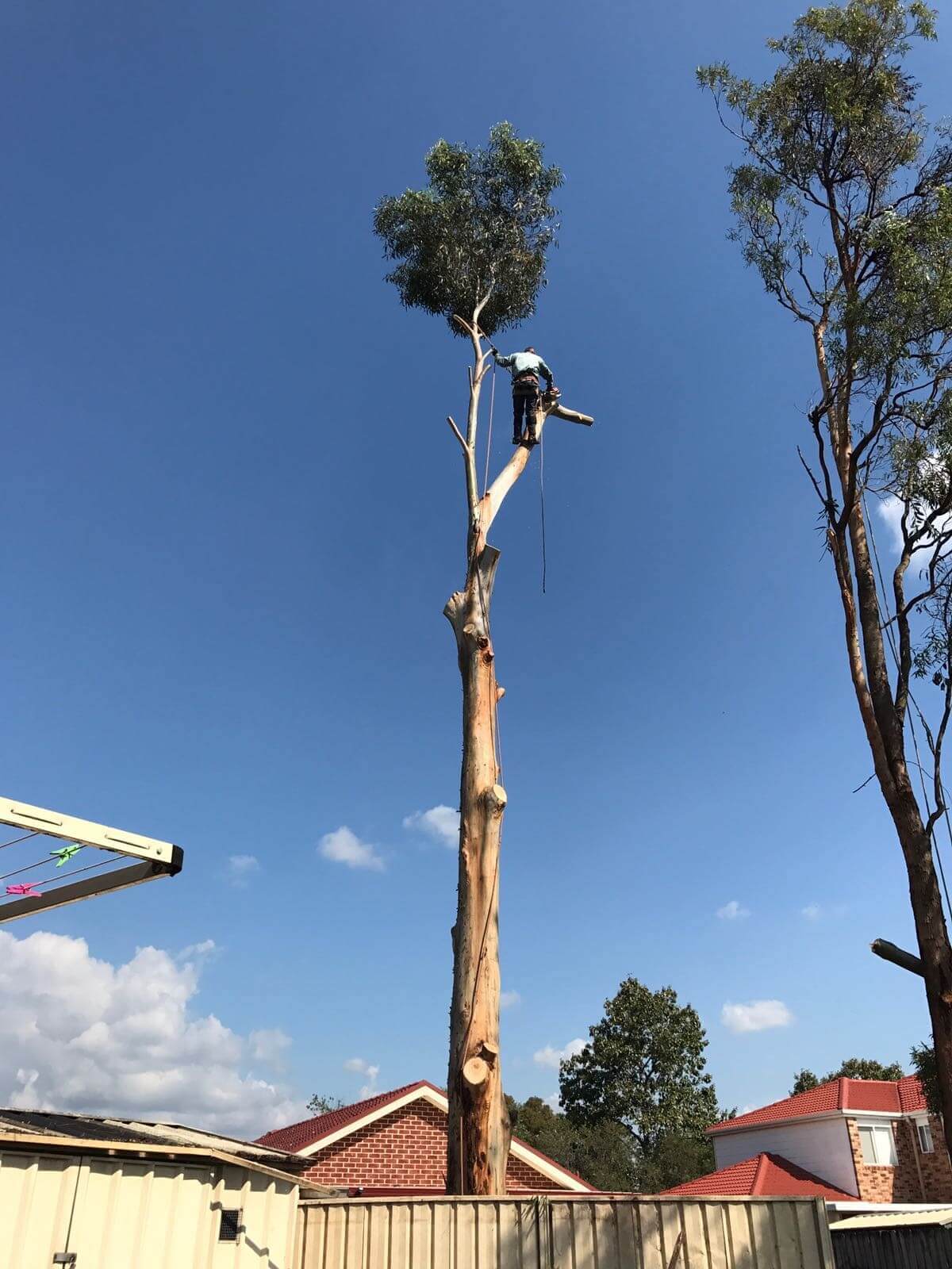 Safe tree removal near residential property in Sydney