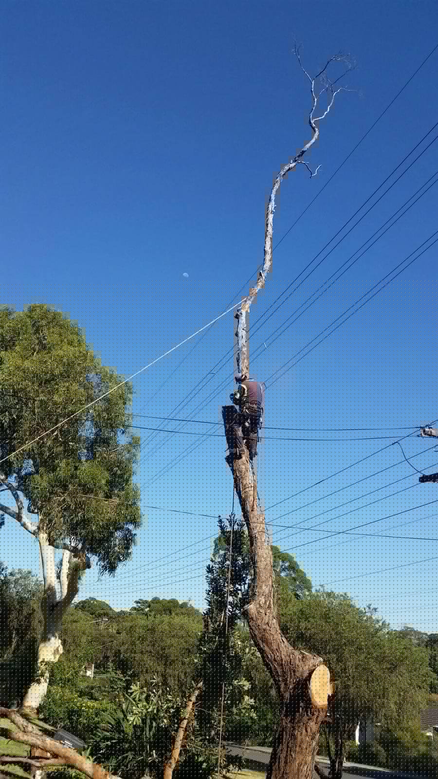 Tree lopping service for overhead clearance in Sydney