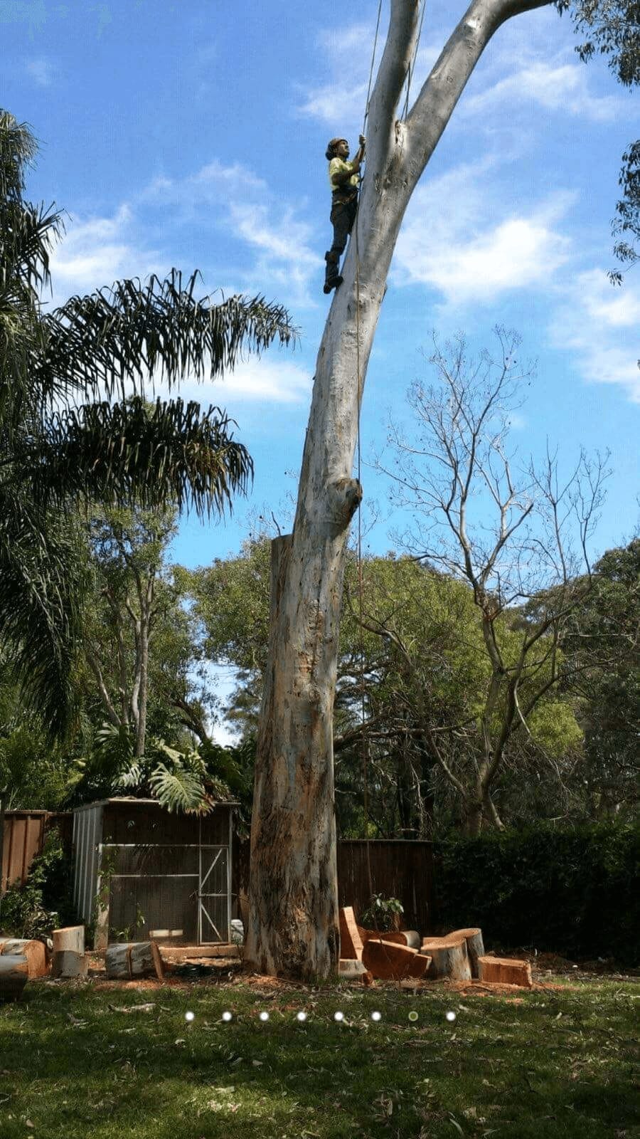Professional stump grinding equipment in action in Sydney