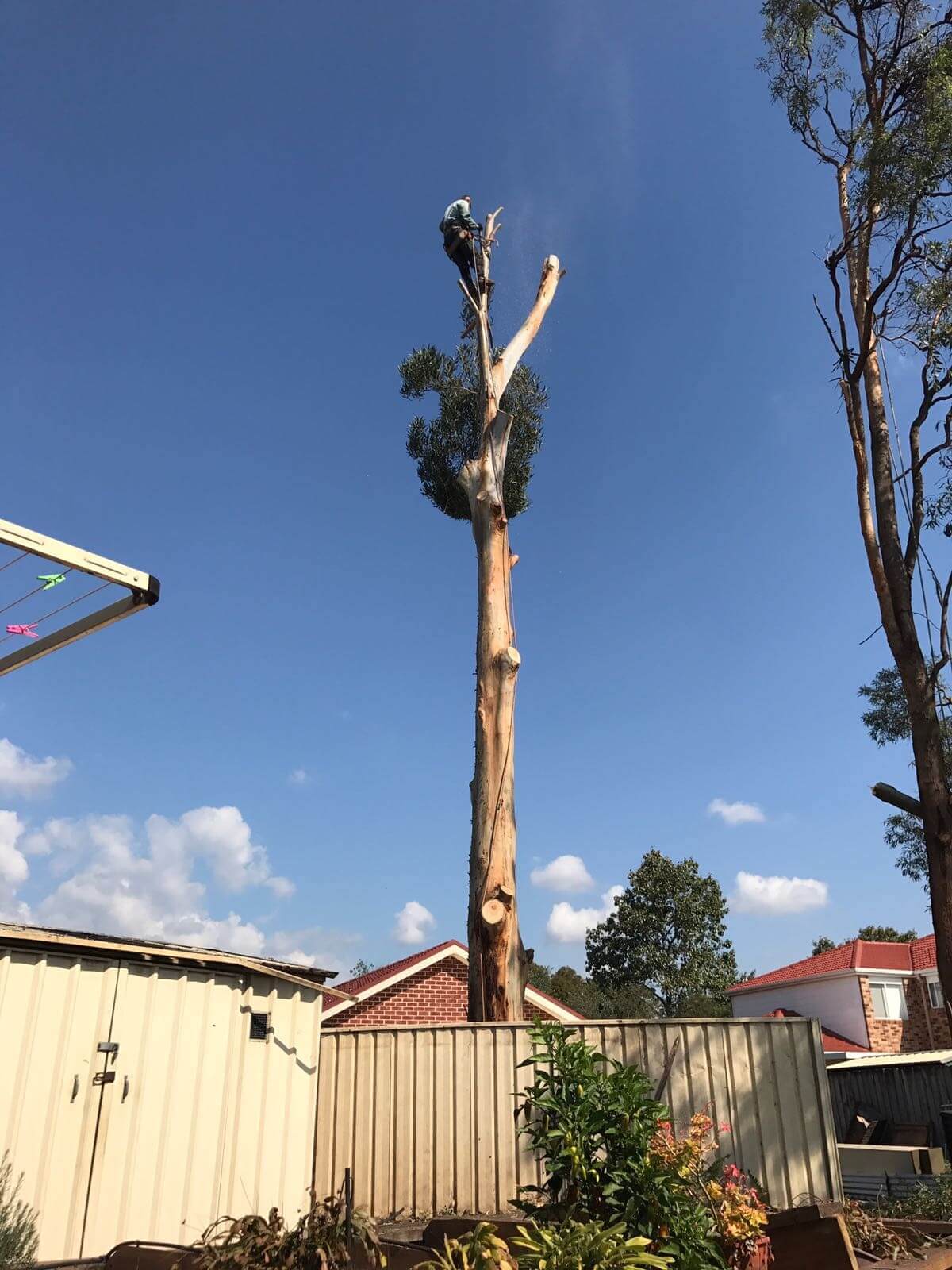 Professional tree care with property protection in Sydney