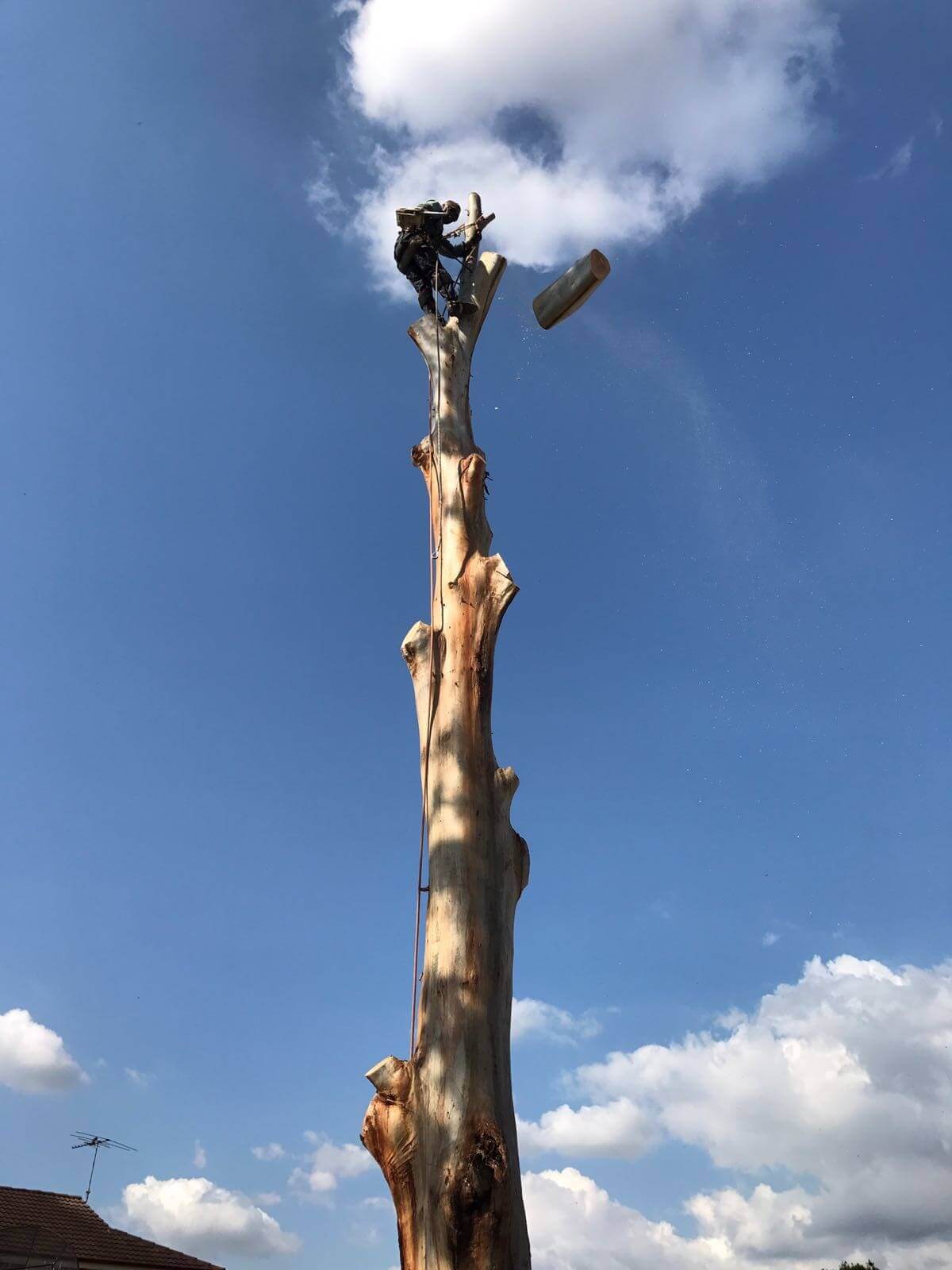 Tree removal creating space for new development in Sydney