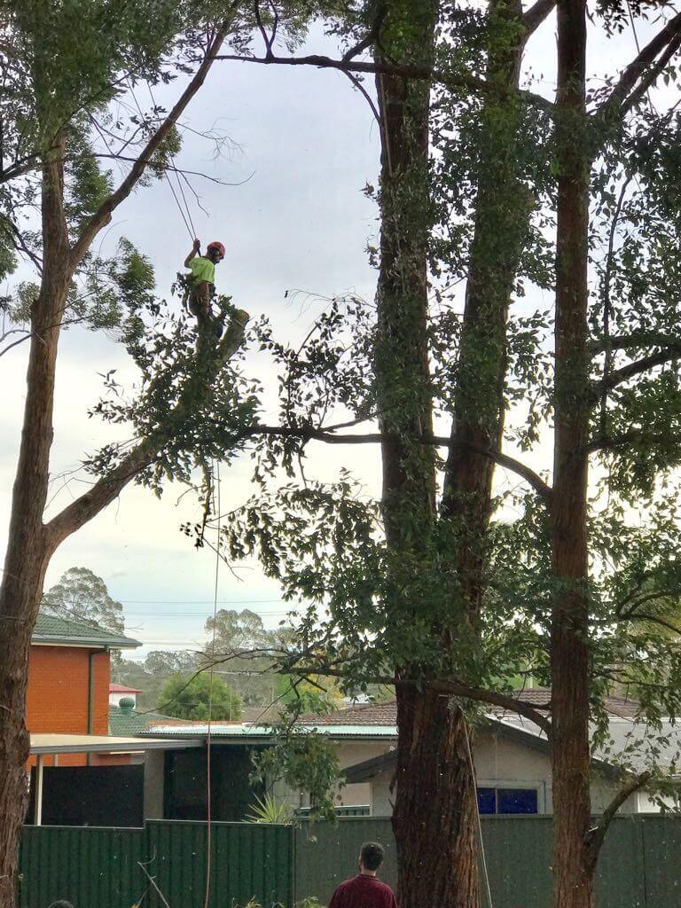 Professional tree removal with crane assistance in Sydney