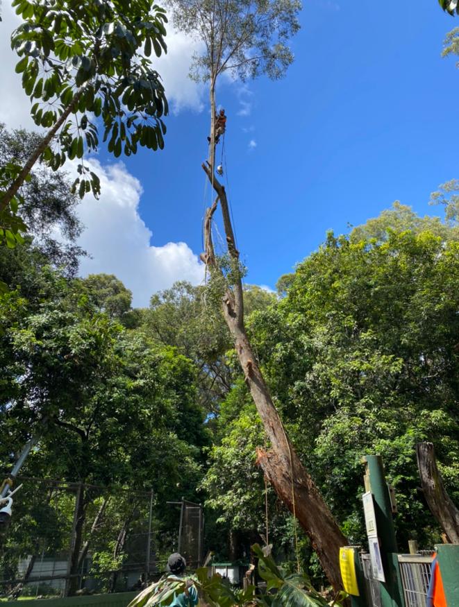 Complete tree care service including cleanup in Sydney