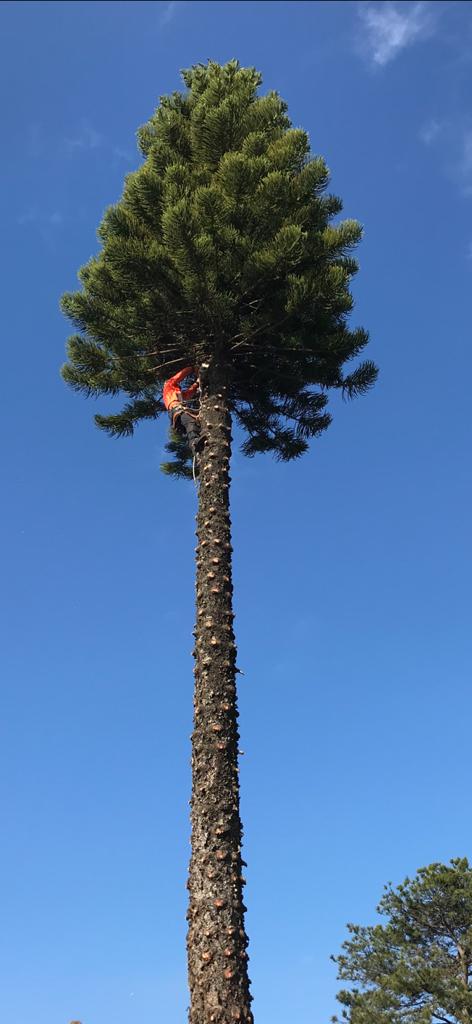 Tree services maintaining urban landscape in Sydney