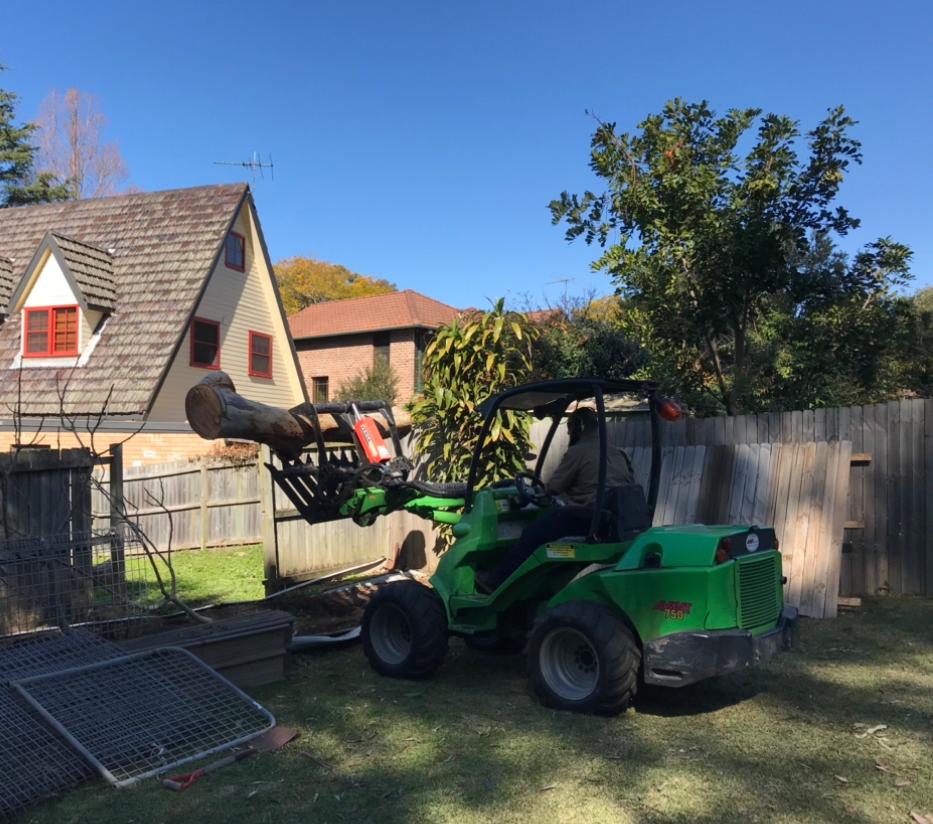 Professional pruning enhancing tree appearance in Sydney