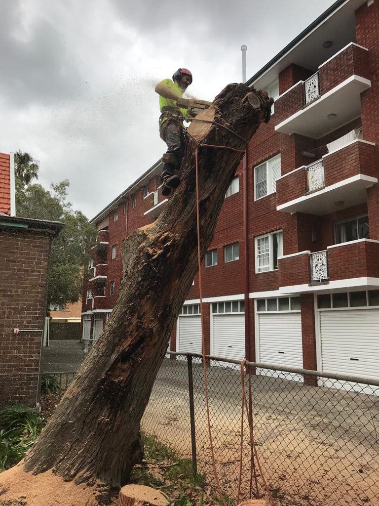 Expert tree care preserving heritage trees in Sydney