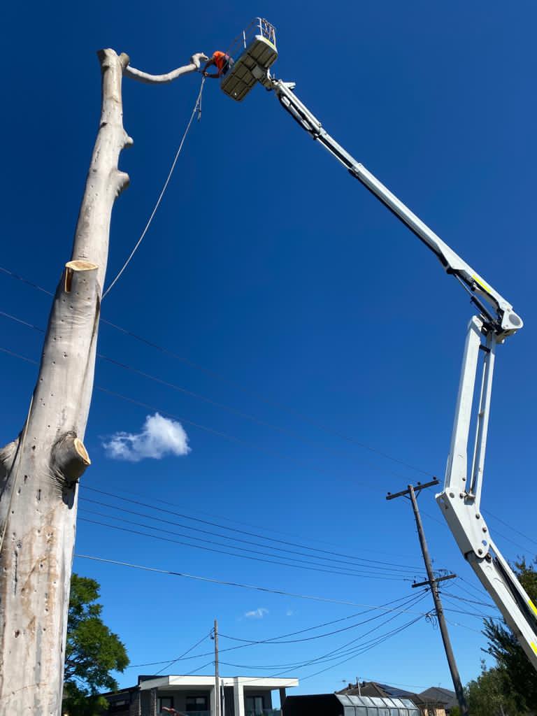 Tree removal creating safer outdoor spaces in Sydney