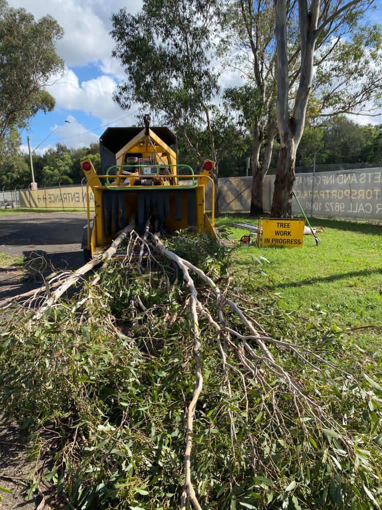 Expert arborist services for tree preservation in Sydney