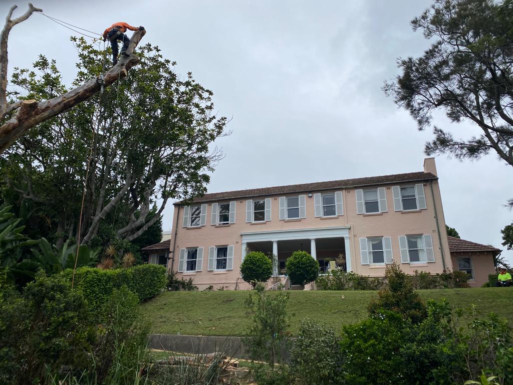 Tree services work completed with minimal property disruption in Sydney