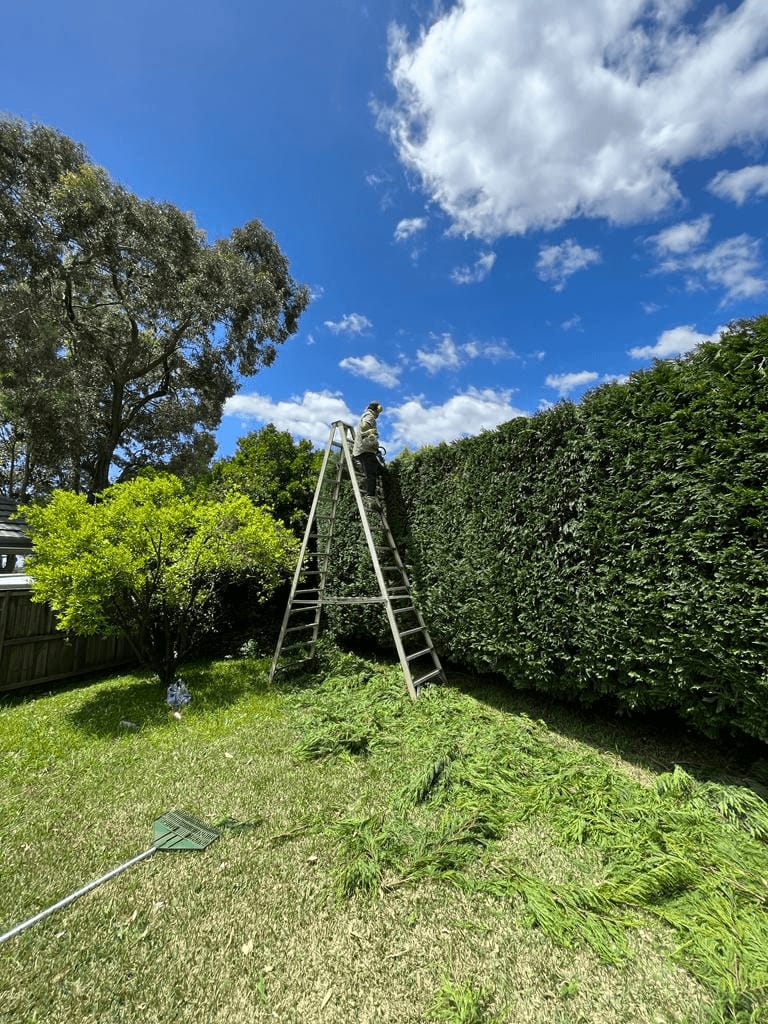 Professional tree removal and site restoration in Sydney