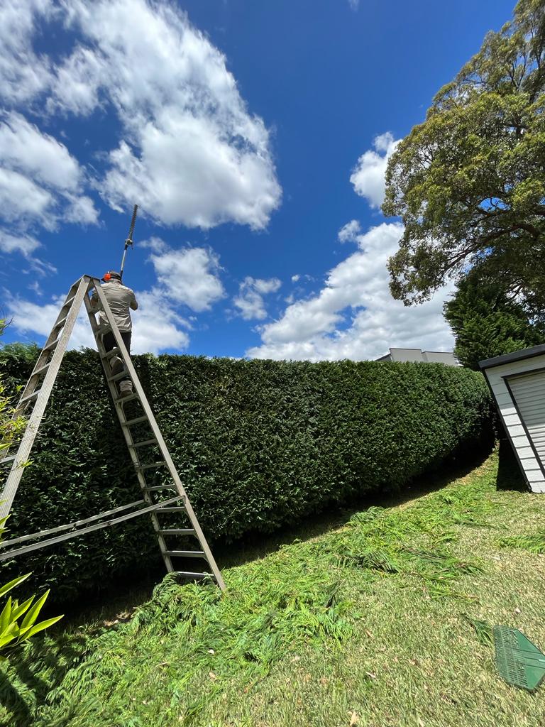 Complete tree care services by certified arborists in Sydney