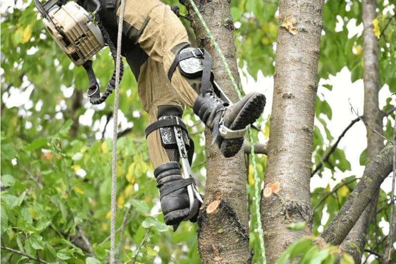 Close-up of arborist climbing gear and boots against a tree trunk during lopping work