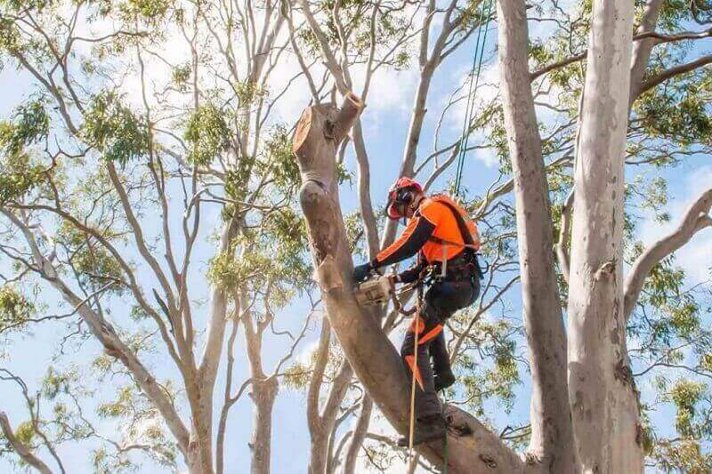Arborist sectionally removing a eucalyptus tree on a Sydney residential property