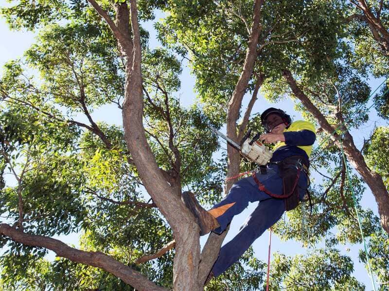 Climbing arborist using ropes while assessing a protected Sydney tree