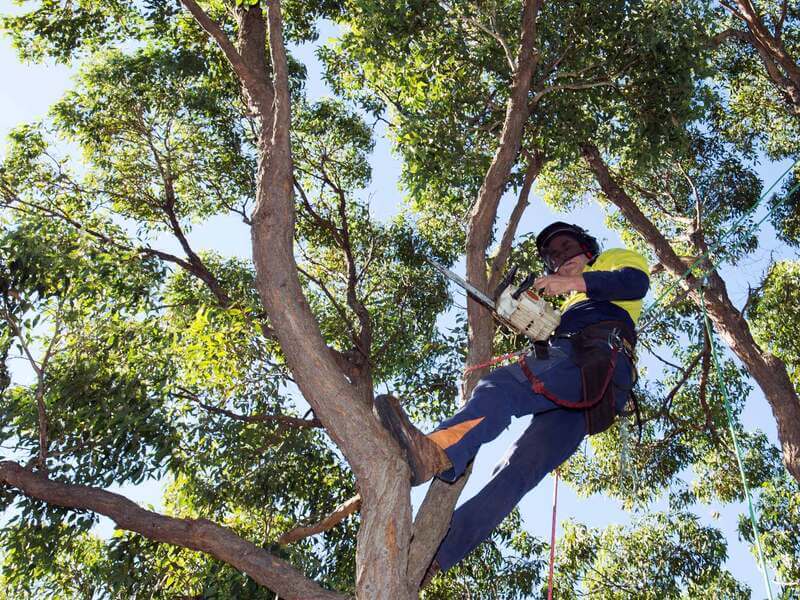 Climbing arborist using ropes while assessing a protected Sydney tree
