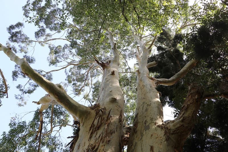 Mature eucalyptus canopy showing heavy limbs that may need safety assessment