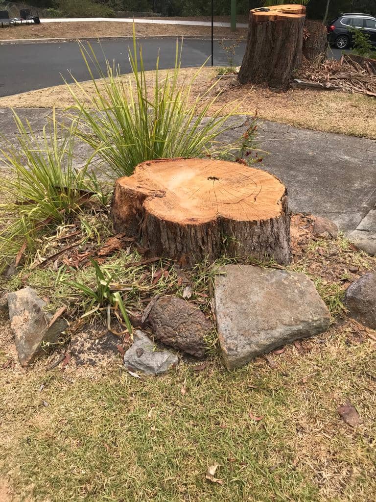 Freshly cut tree stump prepared for stump grinding in a residential garden
