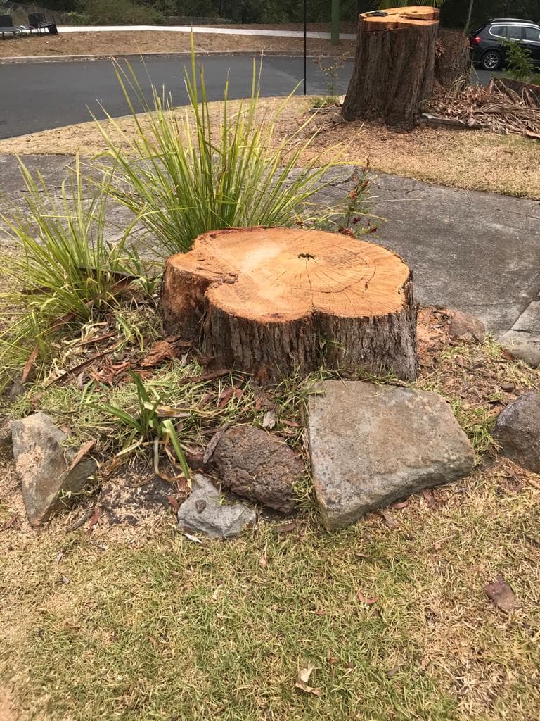 Freshly cut tree stump prepared for stump grinding in a residential garden
