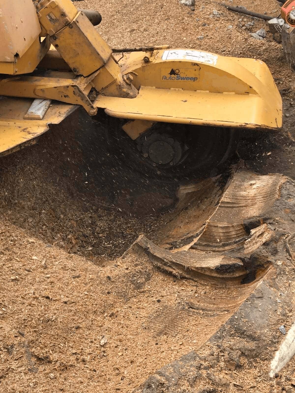 Yellow stump grinder machine grinding a large tree stump with wood chips