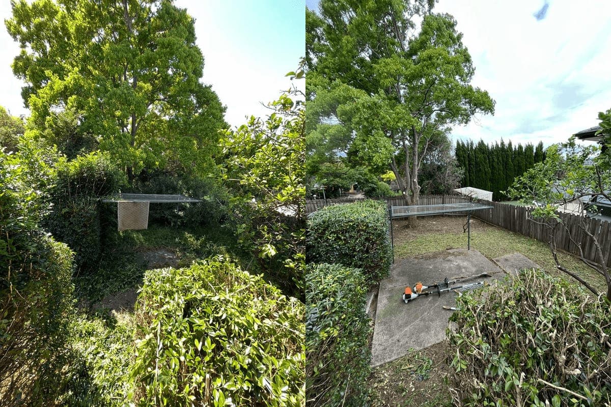 Before and after residential backyard tree lopping showing cleared garden space