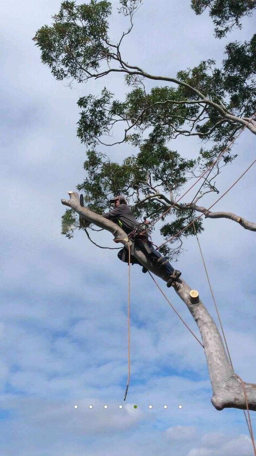 Arborist with harness performing limb removal on a eucalyptus tree