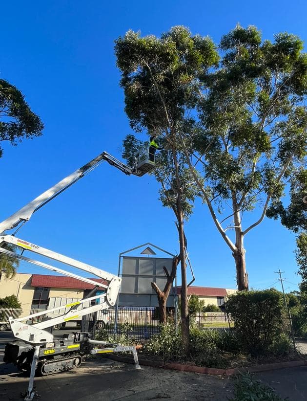 Tracked boom lift positioned for eucalyptus tree pruning at a commercial property