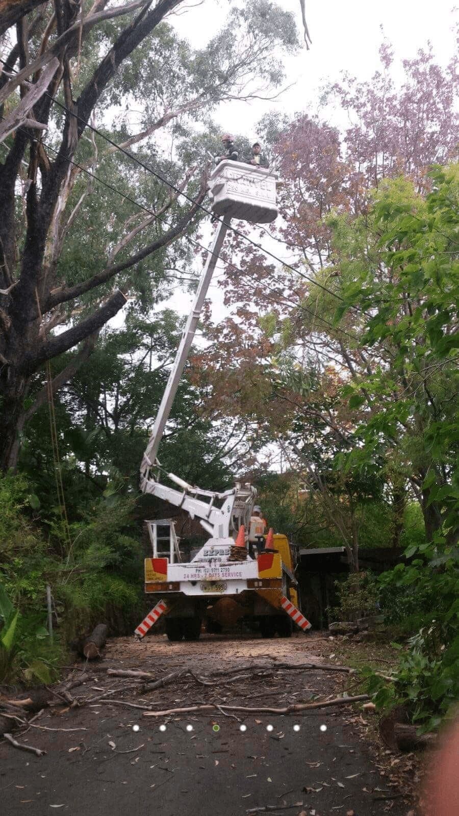 Cherry picker truck in a bush-lined driveway during tree pruning work