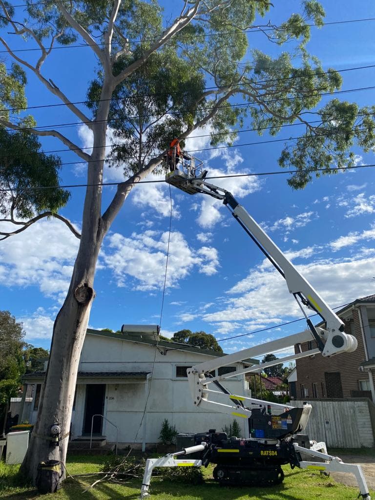 Spider lift being used for tree pruning near power lines in Sydney