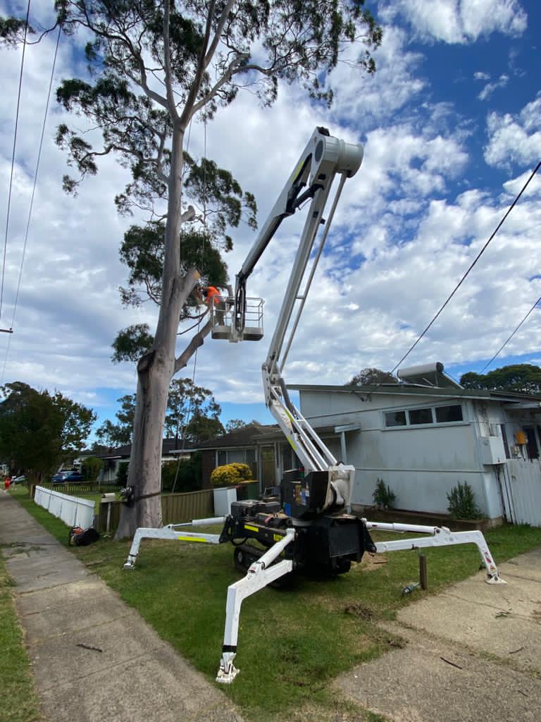 Spider lift with arborist pruning a large eucalyptus at a residential property