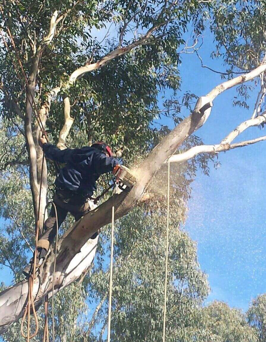 Arborist with chainsaw cutting a large eucalyptus branch during tree removal