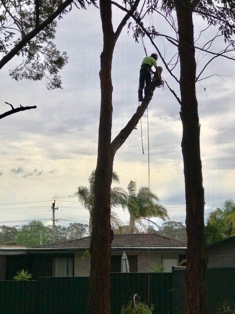 Arborist with climbing ropes ascending eucalyptus trees in a residential suburb
