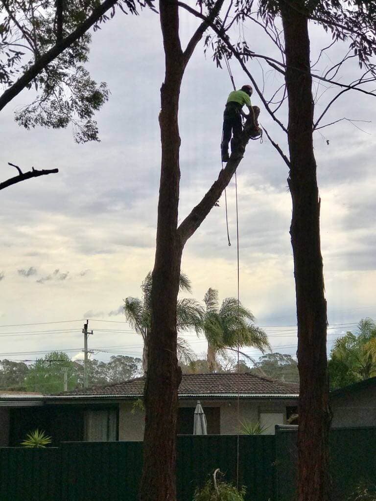 Arborist with climbing ropes ascending eucalyptus trees in a residential suburb