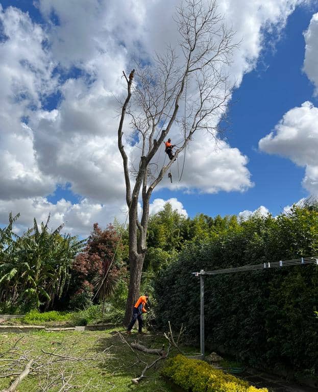 Two arborists in safety gear removing a dead tree in a residential backyard