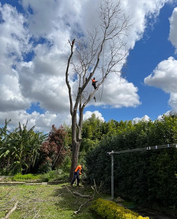 Two arborists in safety gear removing a dead tree in a residential backyard