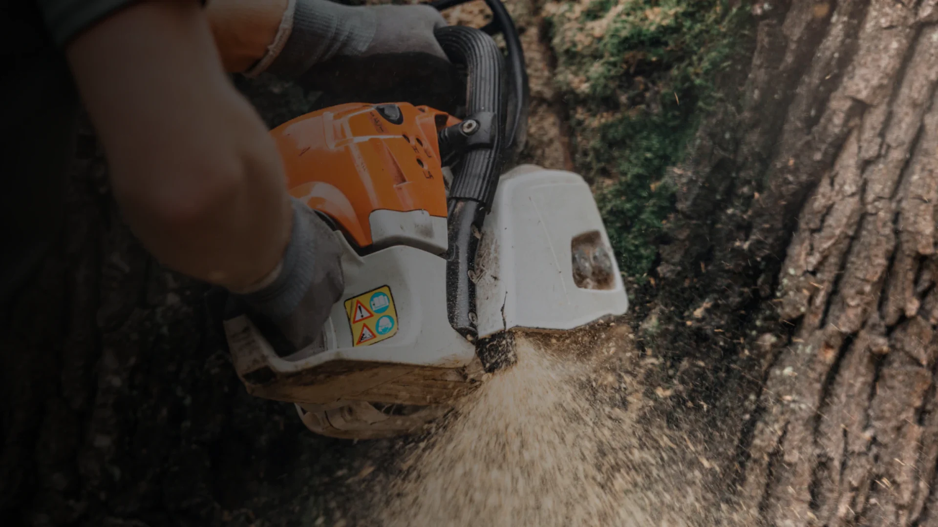 Professional tree services in Campsie