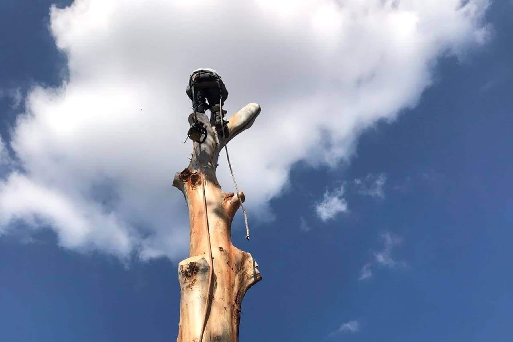 Affordable Dan's arborist at the top of a stripped eucalyptus trunk during sectional tree removal in Sydney