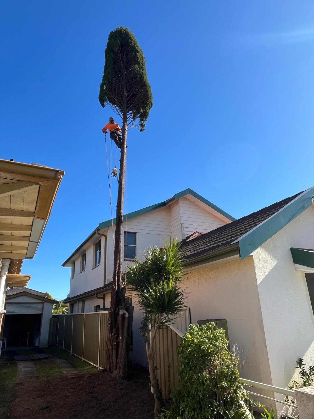 Arborist high in a tall tree during top-down sectional removal over a narrow side passage