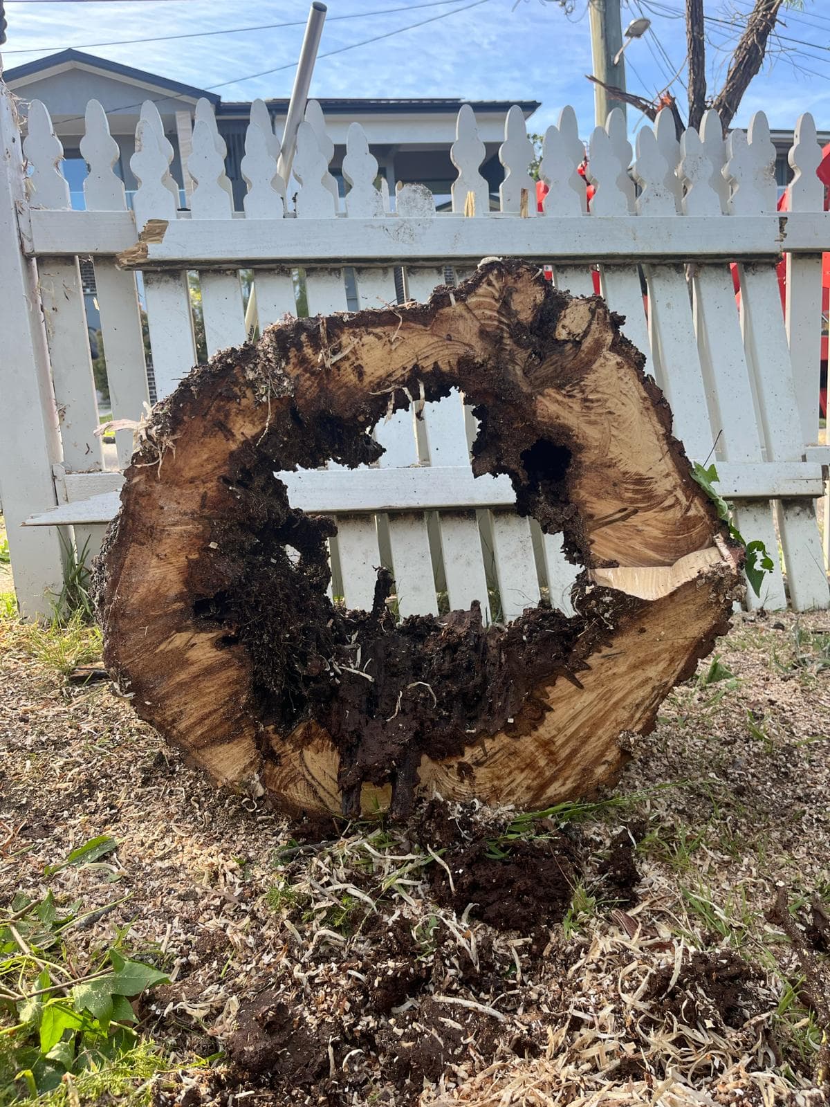 Cross-section of a large eucalyptus log showing extensive internal decay and hollowing