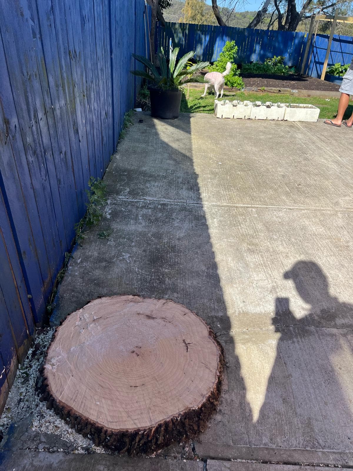 Freshly-cut tree stump ready for grinding after removal of a hazardous hollow eucalyptus
