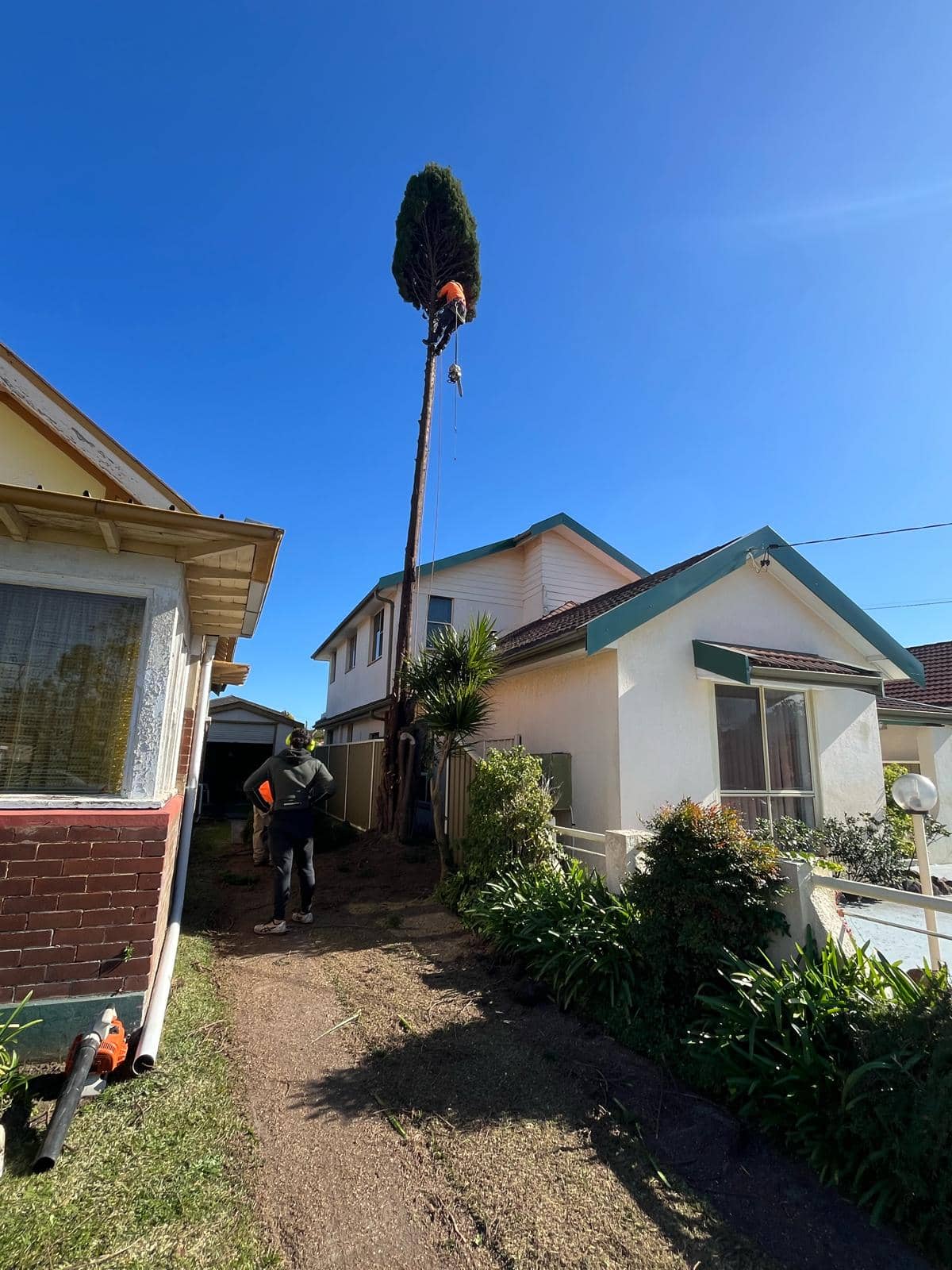 Tall hollow tree being dismantled between two closely-spaced houses in the Eastern Suburbs