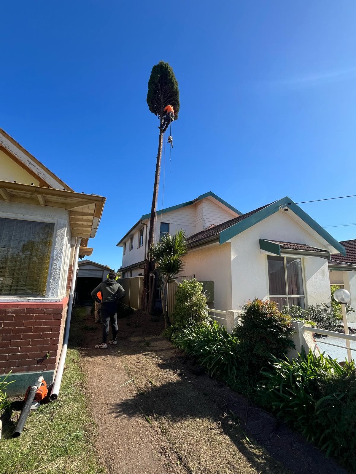 Tall hollow tree being dismantled between two closely-spaced houses in the Eastern Suburbs