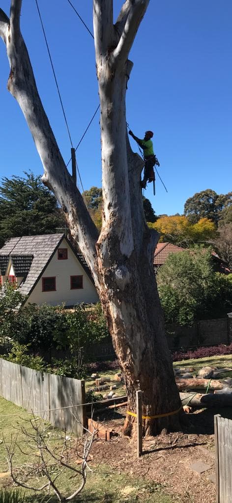 Arborist at height in a multi-trunk eucalyptus during sectional dismantle
