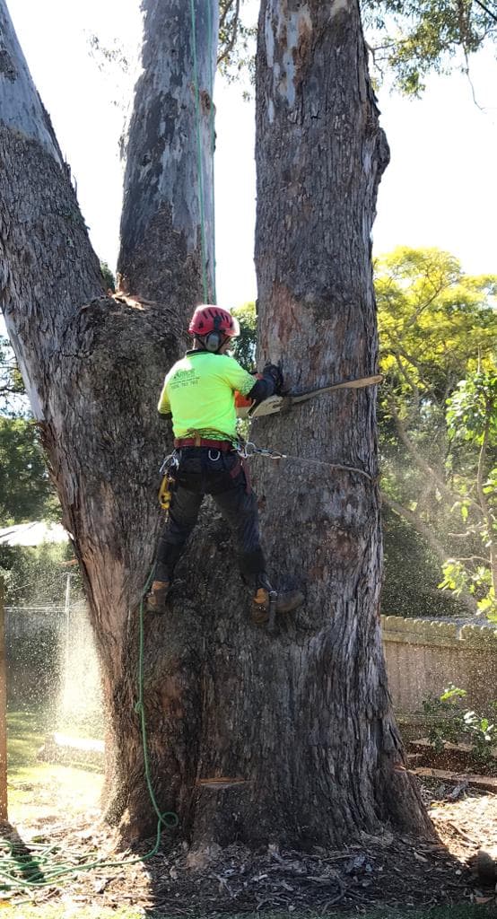 Climbing arborist cutting a felling notch on a multi-trunk eucalyptus at the base of the stem